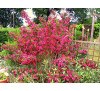 Вейгела гібридна Брістол Рубі (Weigela hybrida  "Bristol Rubi")